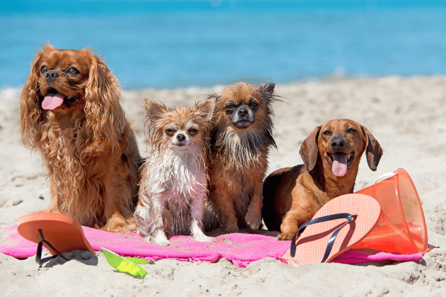 Image of four small dogs posed together on the beach