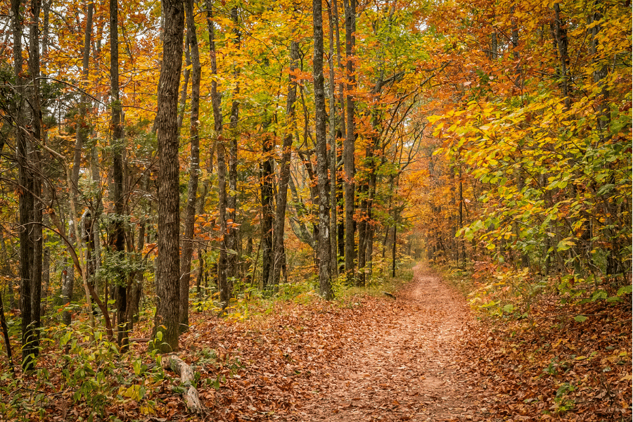 Yankton Trails in Sioux Falls, SD in the fall with beautiful orange, yellow, and green leaves