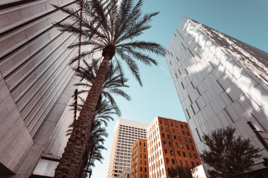 Downtown Phoenix, AZ palm trees buildings downtown clear blue sky