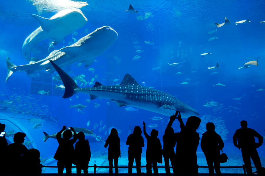 The New England Aquarium located in Boston, MA