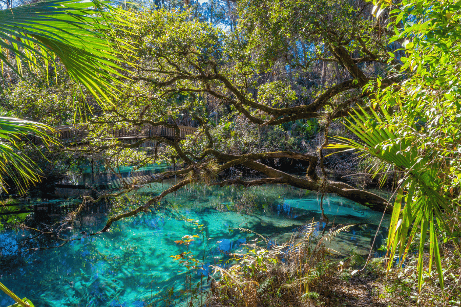 Juniper Springs in Ocala National Forest crystal clear waters
