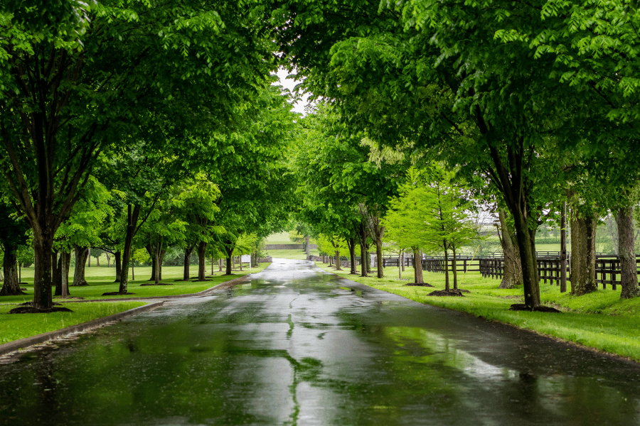 Green tree lined streets in Bowling Green KY