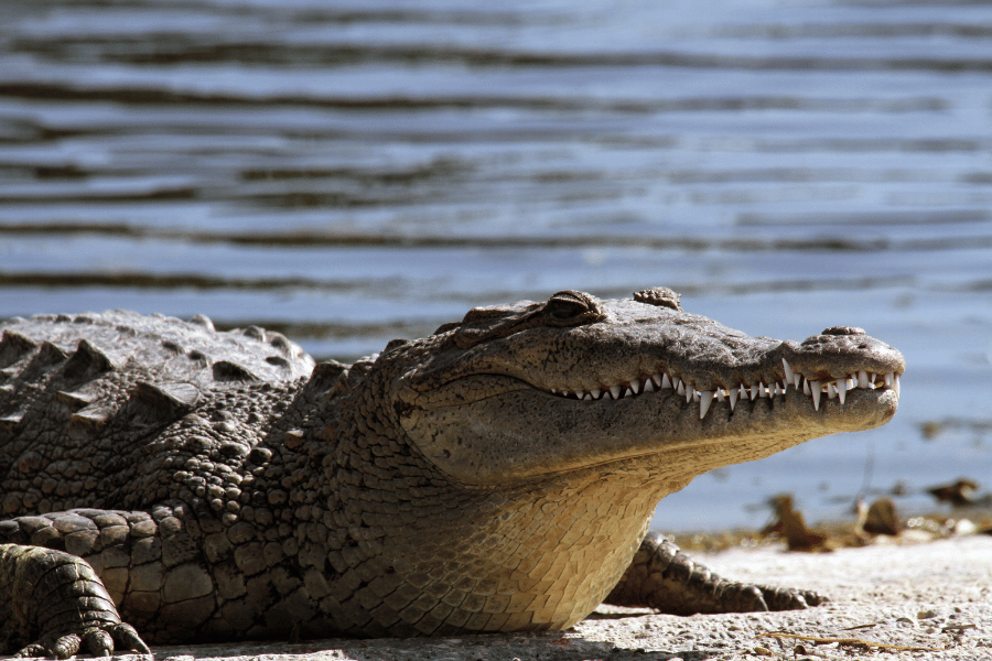 American Crocodile