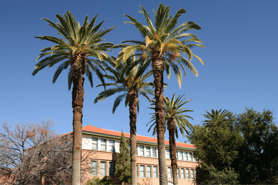 three palm trees and building at the University of Arizona in Tucson