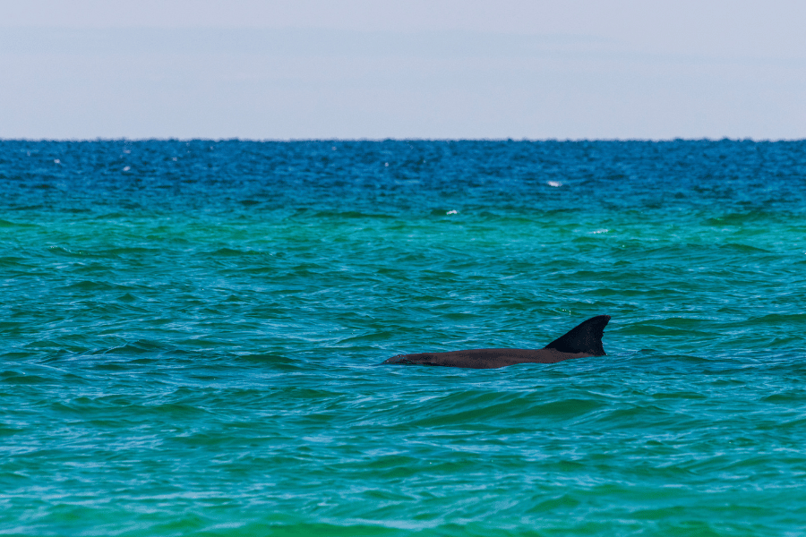 Dolphin swimming at Gulf Islands National Seashore