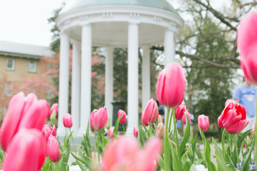 Chapel Hill building on campus with pink flowers in foreground