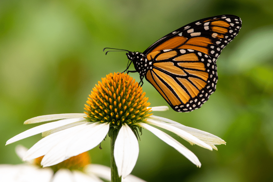 Monarch butterfly on a white flower
