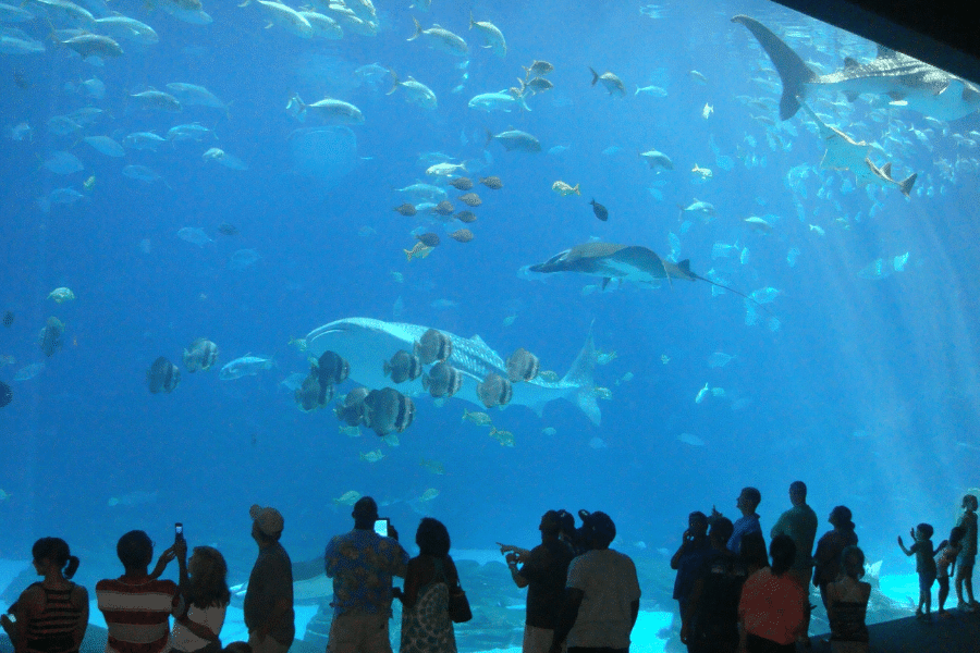 families at the Georgia Aquarium in Atlanta 