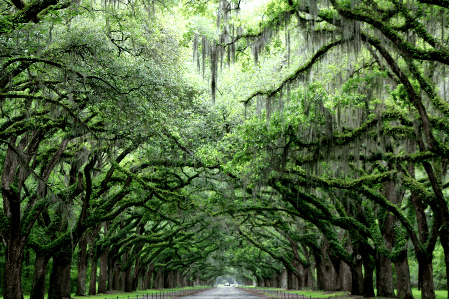 Take a walk under the beautiful trees to your favorite restaurant in Savannah.