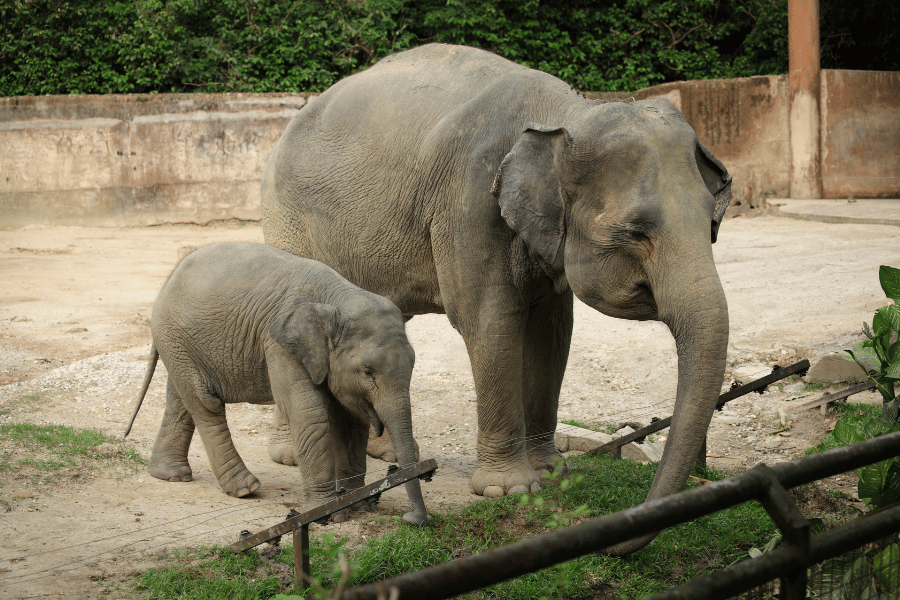 Zoo Elephants at the Cincinnati Zoo 