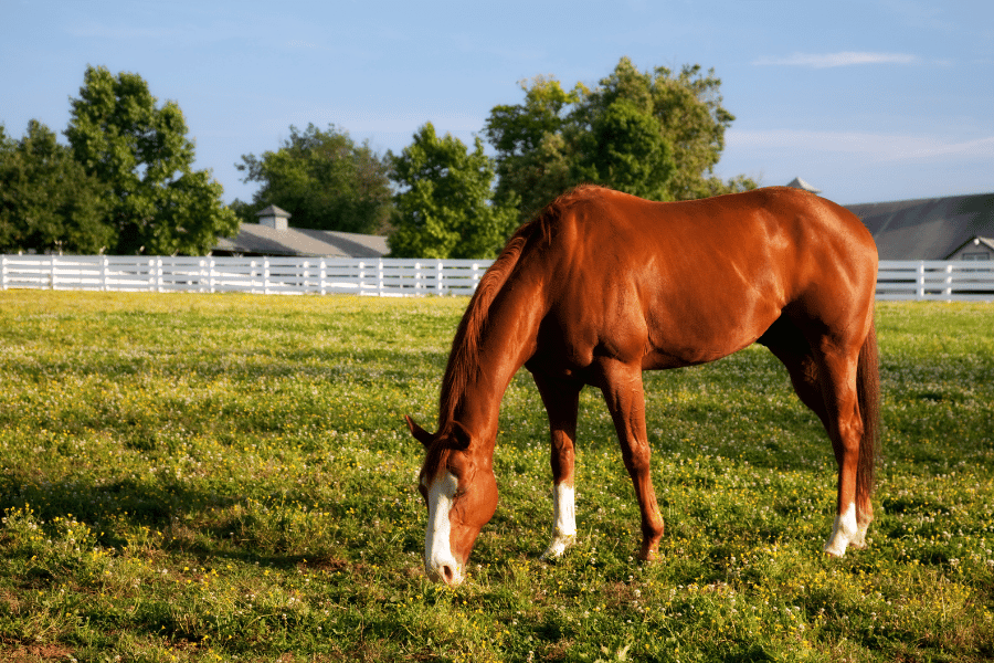 Horses in green field in Kentucky