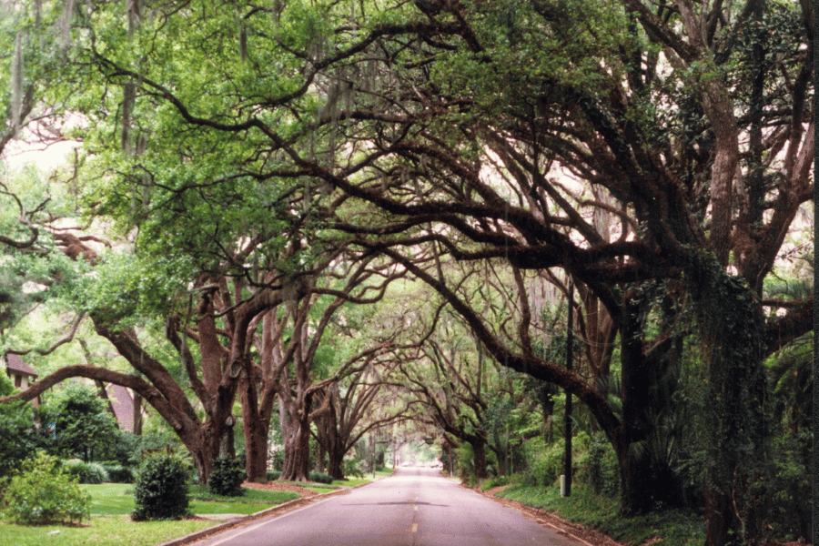 Roads in Ocala, FL, trees, canopy trees