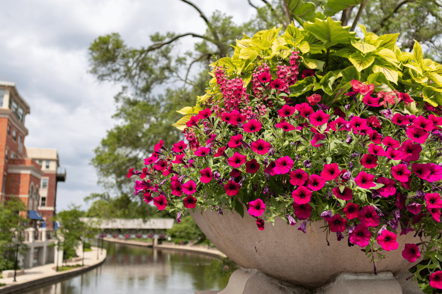 Naperville, IL Riverwalk with beautiful flowers 