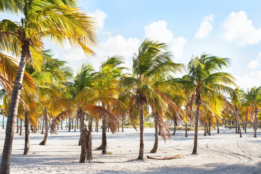 Palm trees on the beach in Key Biscayne, FL