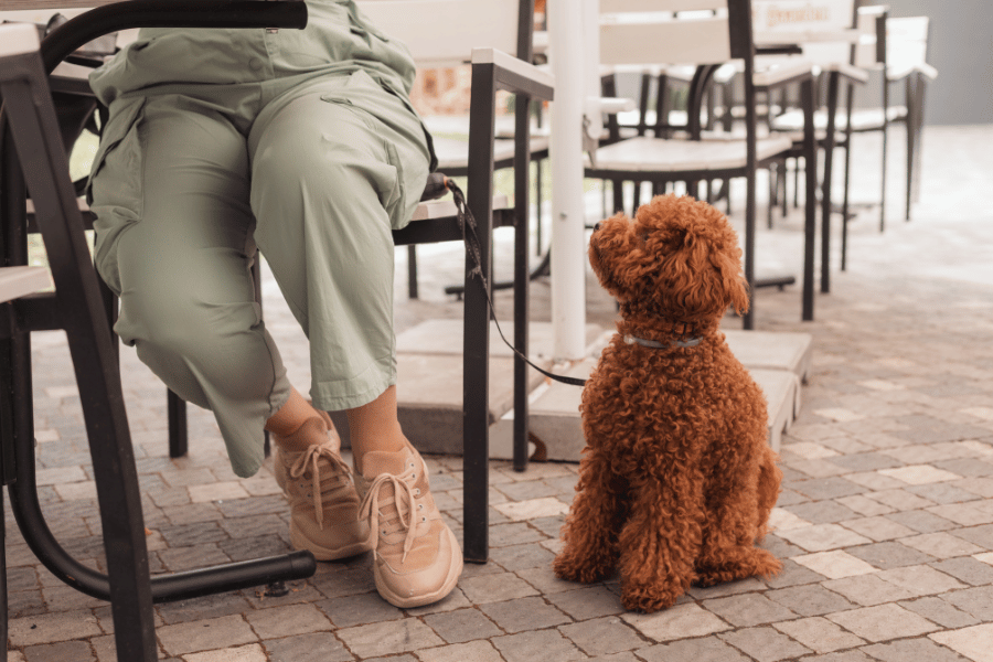 cute fluffy dog at a restaurant with their owner 
