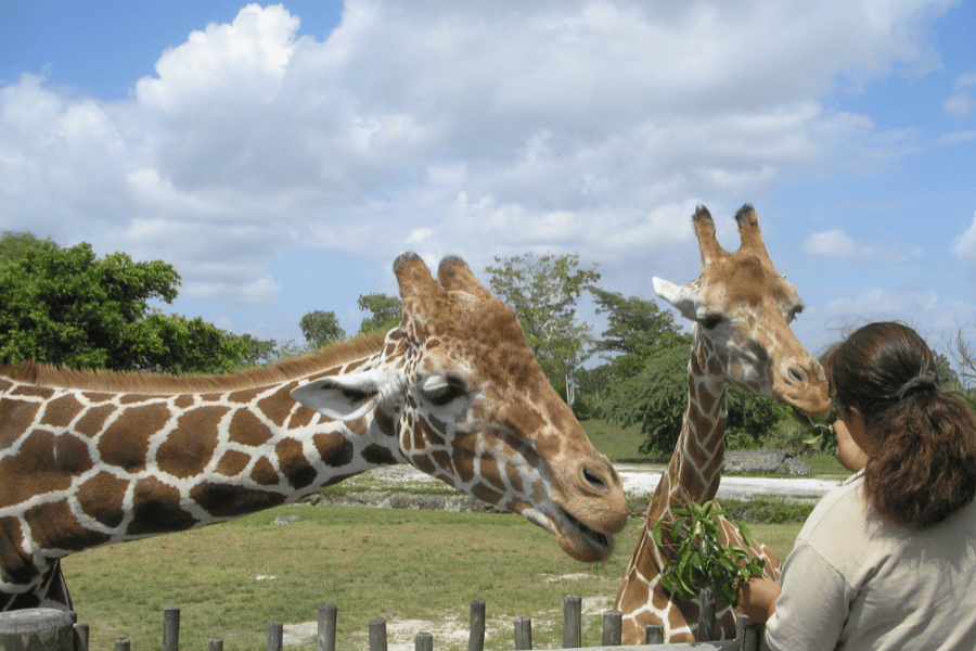 giraffes eating at a zoo on a sunny day
