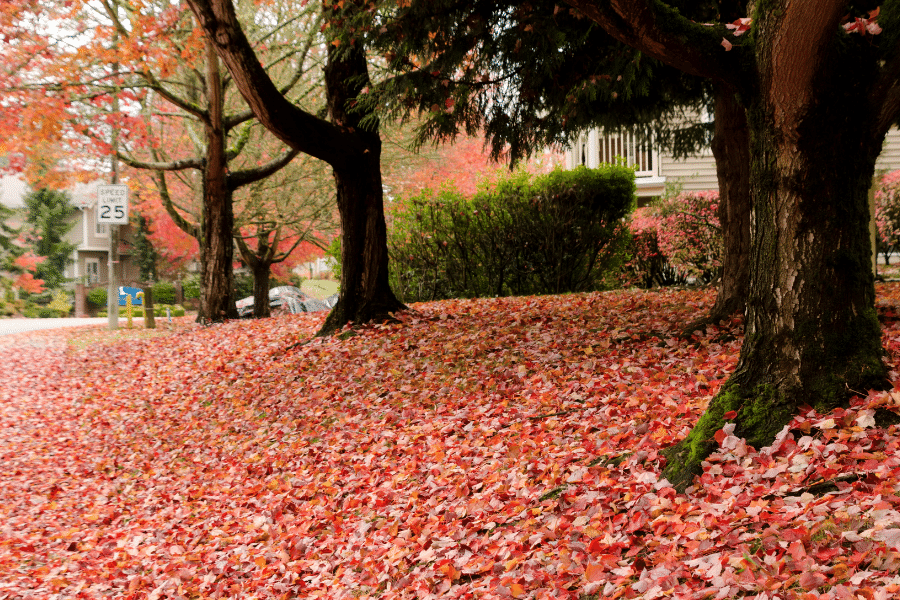 Fall season in Redmond, WA with red leaves 