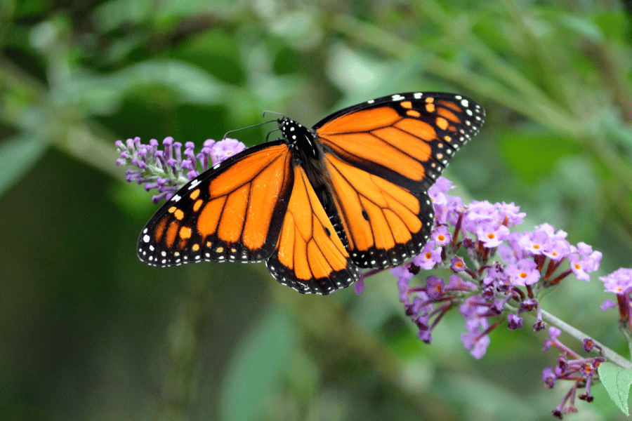 Beautiful monarch butterfly sitting on a purple flower