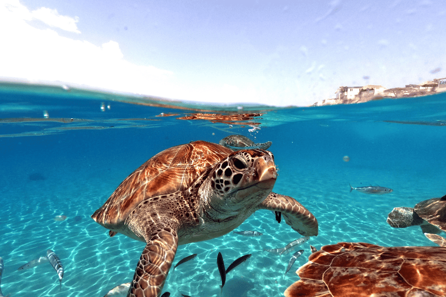 sea turtles swimming ocean water florida