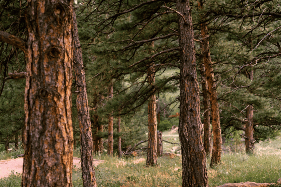 trees in Flagstaff, AZ 