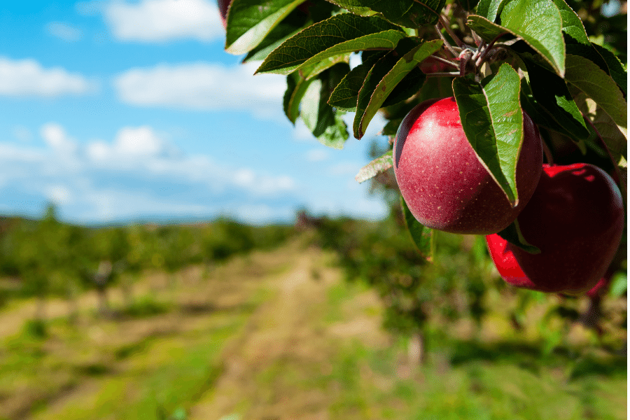 apple orchard in Long Island, NY on a sunny day