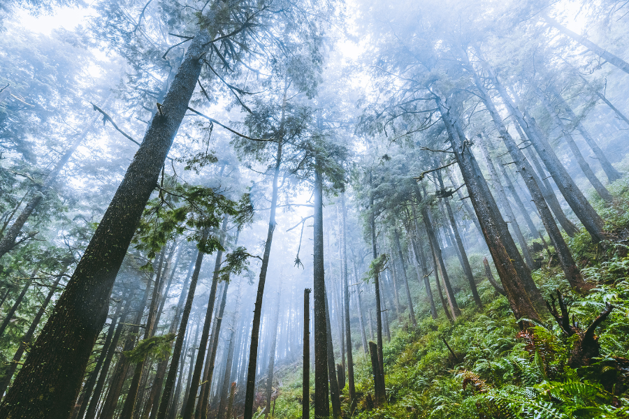 beautiful forest in Washington state on a foggy day 