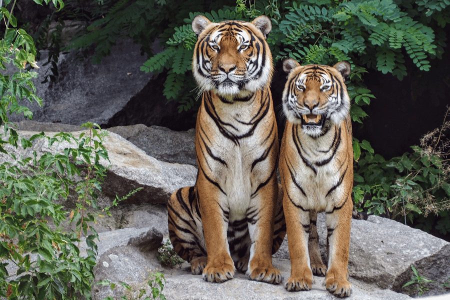 tigers, wildlife, zoo