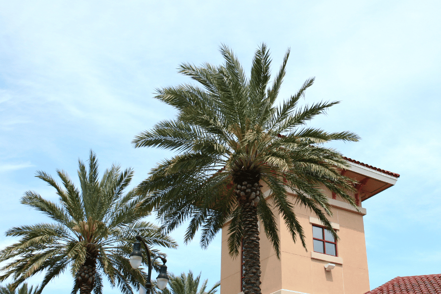 Destin Commons in Destin with palm trees 