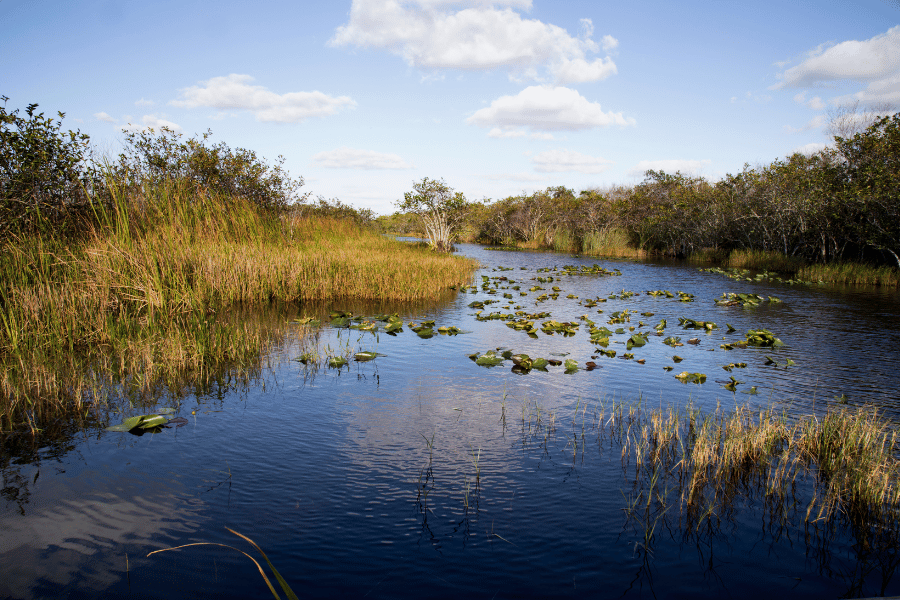 Image of Florida swamplands of water and tall grass