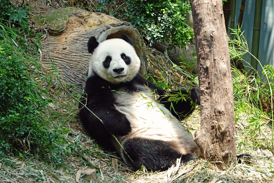 cute panda eating bamboo