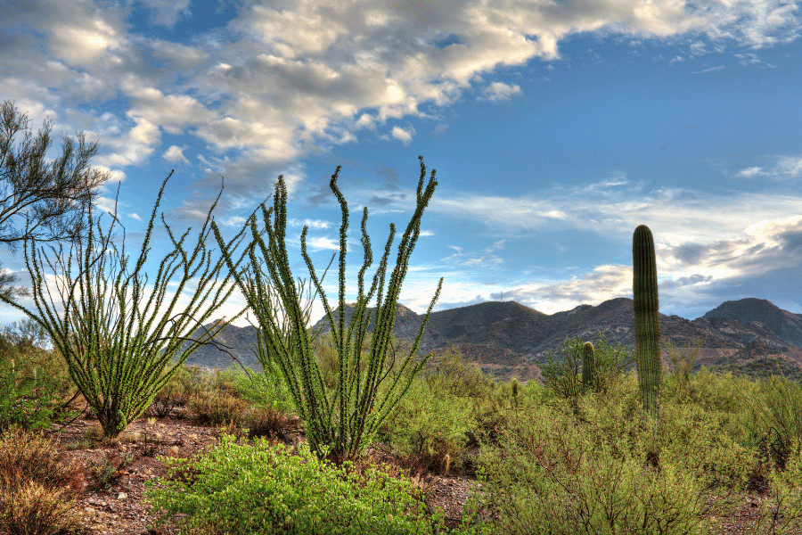 the Sonoran Desert on a hut and sunny day with cacti and desert plants