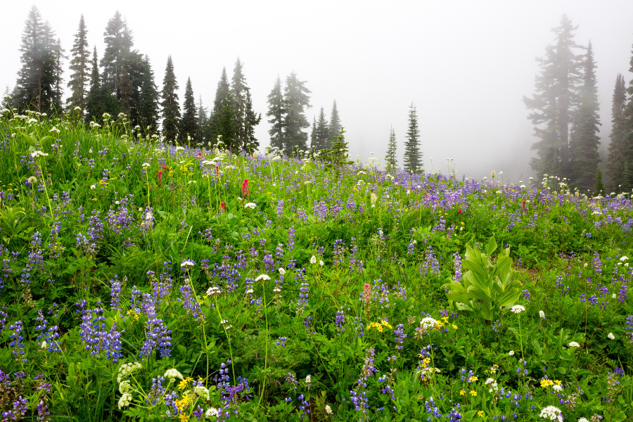 Colorful wildflowers and evergreen trees with fog in Washington state 