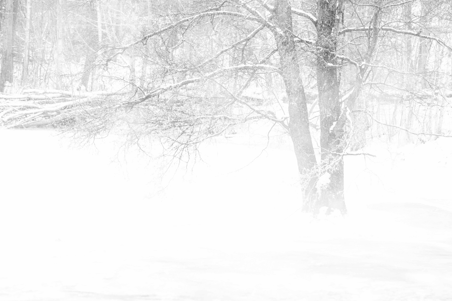 blizzard conditions in the woods 