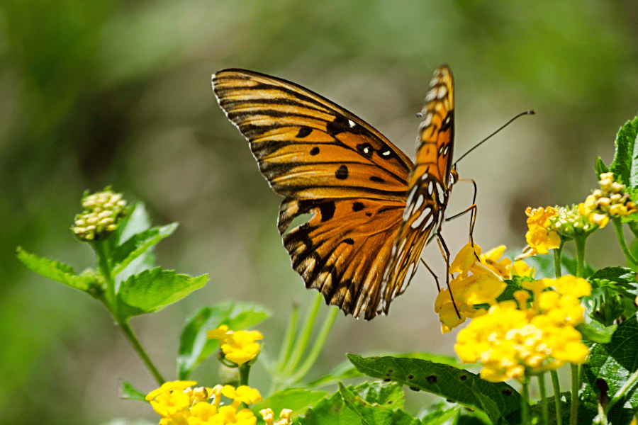 Beautiful monarch butterfly on a yellow flower 