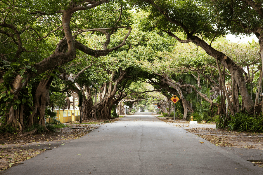 historic trees coral gables, florida