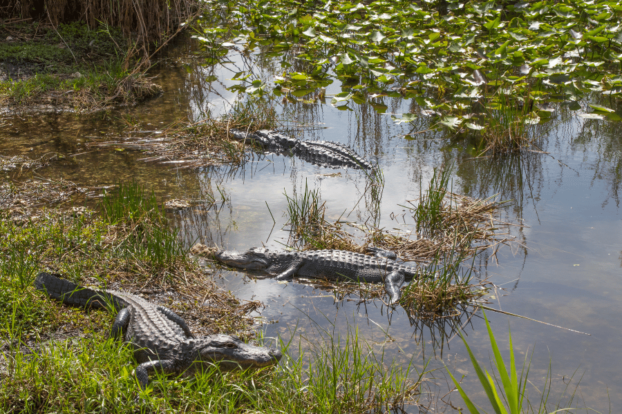 everglades water marsh swamp alligators