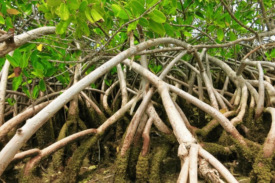 Up close view of Florida mangroves 