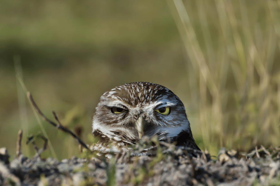 Cute burrowing owl in Cape Coral, FL