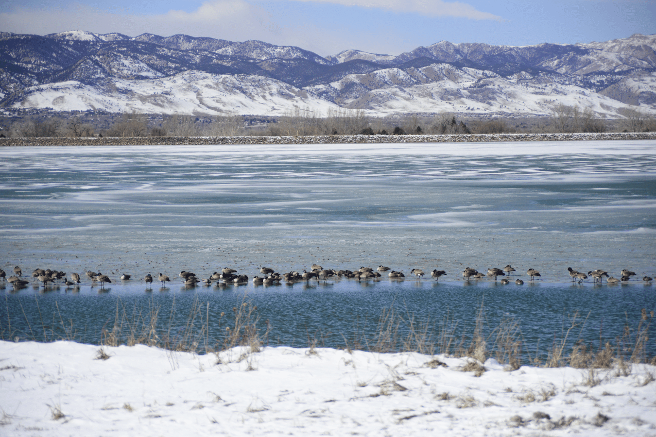 Snow and frost on the ground with birds on the lake in Boulder, CO