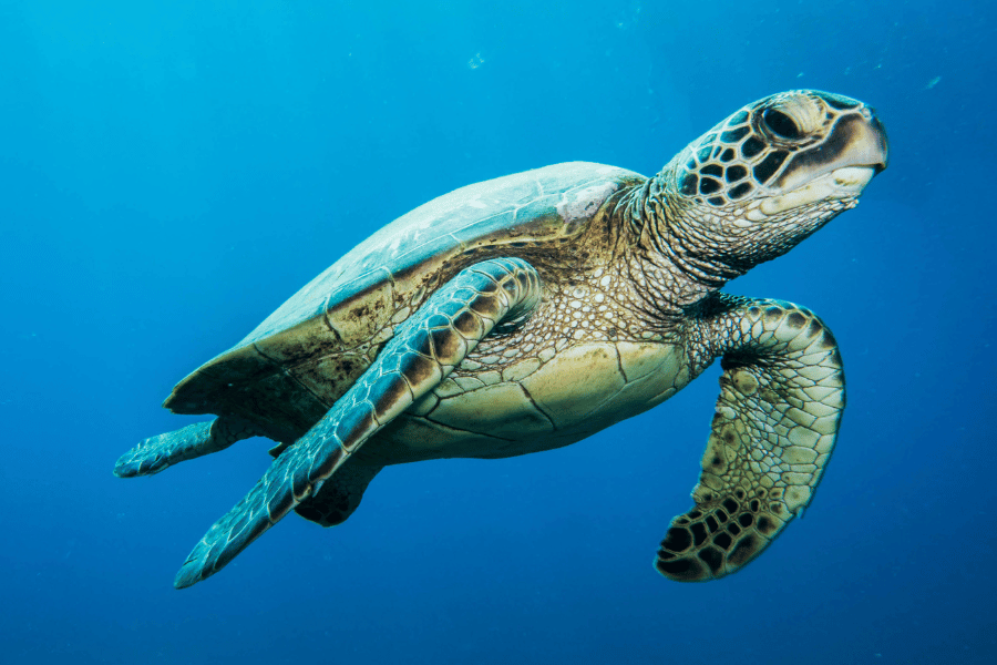 Cute sea turtle swimming in the ocean 