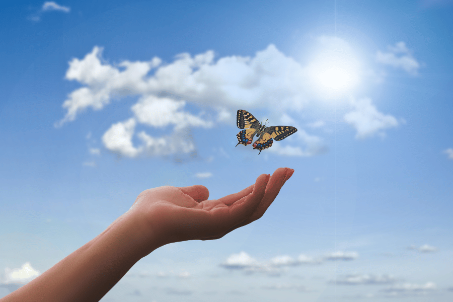 Butterfly butterfly flying sky sun person hand
