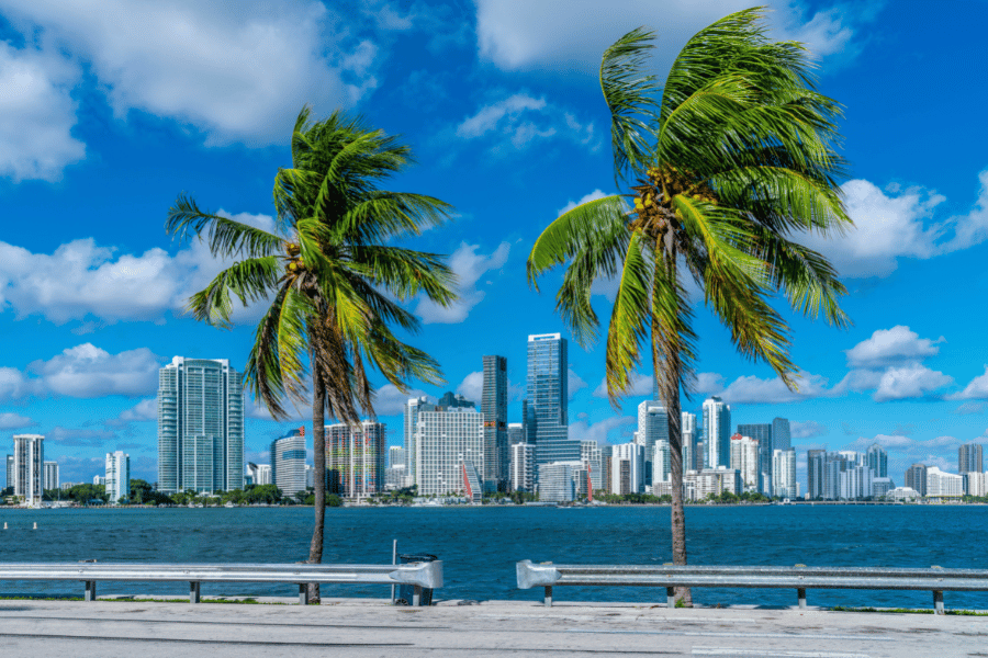 Miami palm trees palm trees in Miami with the city in the background