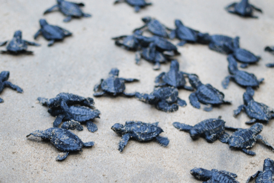 Sea Turtles Baby sea turtles crawling through the sand