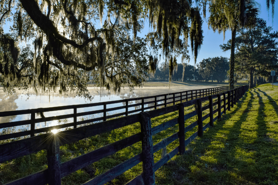 Greenery and Trees throughout Ocala FL