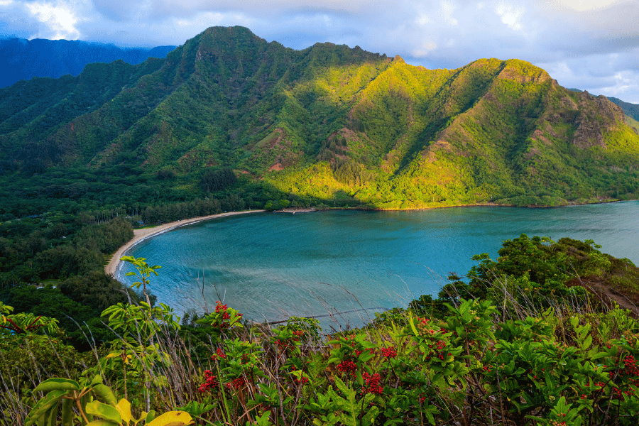Honolulu Skyline surrounded by lush greenery, plants, and mountains
