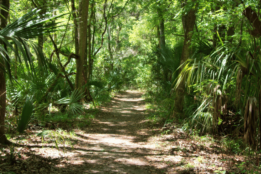 Hiking Image of a dirt hiking trail with everglade trees on each side