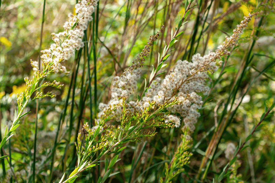 Anne Kolb Nature Center Beautiful flowers at the Anne Kolb Nature Center