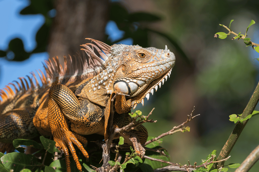 animal-key-largo.png Lizard in Florida