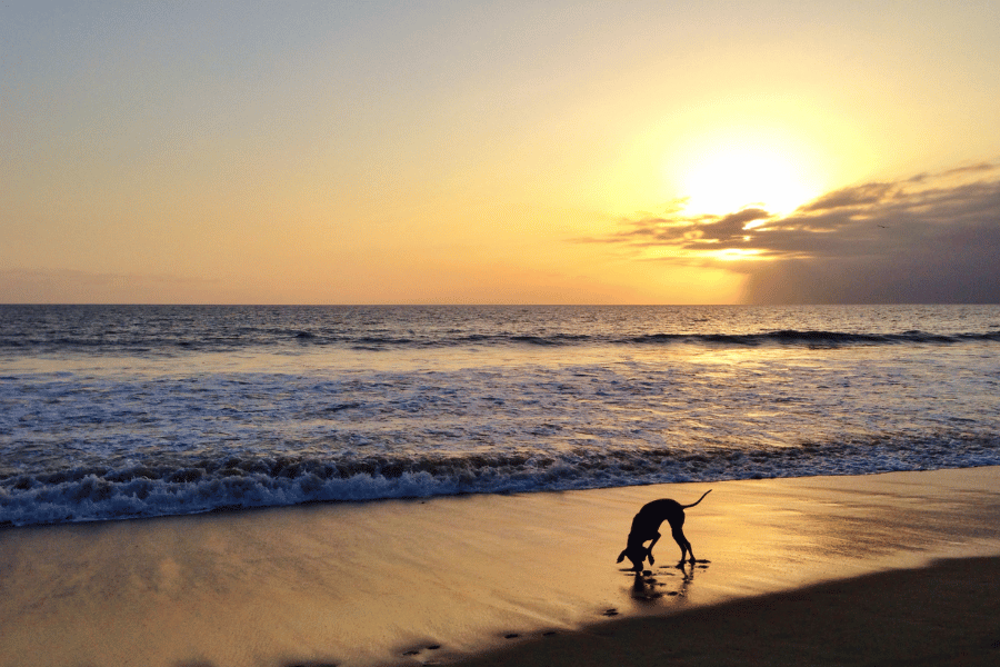 dog-beach-jupiter.png Dog beach during sunset