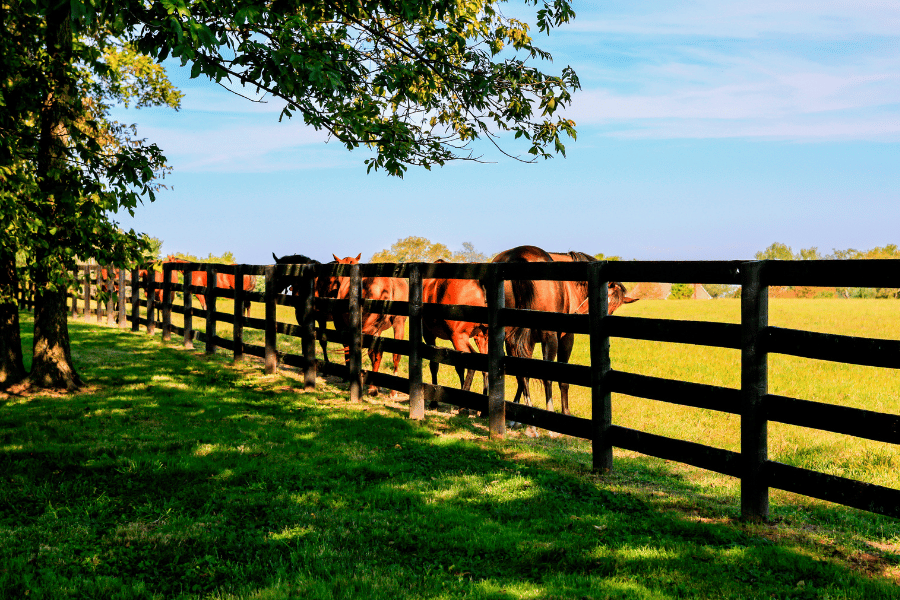 horses-lexington-ky.png Horses in field in Lexington KY